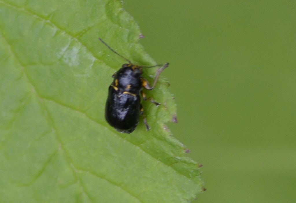 Pachybrachis fimbriolatus (cf.) (Chrysomelidae)